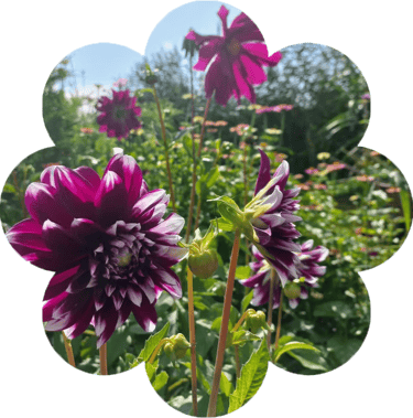 Foto van paarse bloemen in de vorm van een bloem