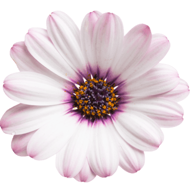 Purple daisy