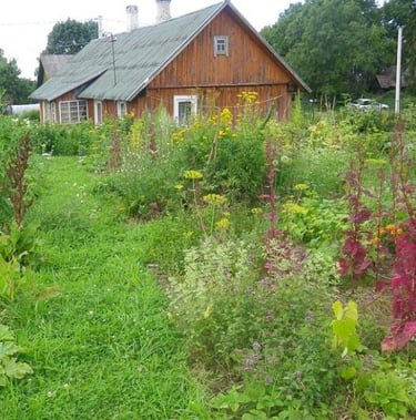 „Žolynų medus“ bitynas įsikūręs natūralios žemdirbystės ūkyje „Žolynų namai", kur bites renka nektarą iš laukinių pievų žiedų