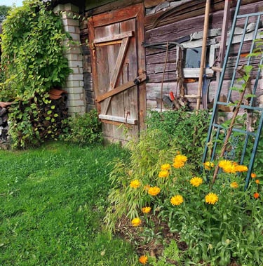„Žolynų medus“ bitynas įsikūręs natūralios žemdirbystės ūkyje „Žolynų namai", kur bites renka nektarą iš laukinių pievų žiedų
