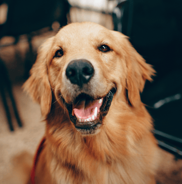 nous accueillons vos amis les animaux au restaurant l'incontournable vendéen