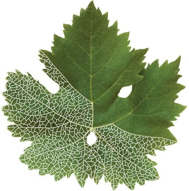 Leaf details used for label design