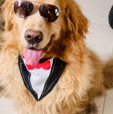 cutest dog 