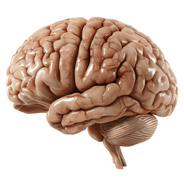 Cerebro  -  (Neurología)