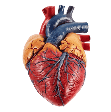 Corazón