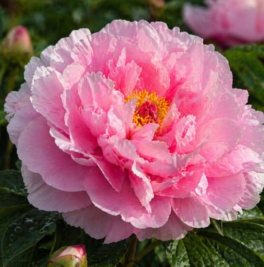 une fleurs Pivoine A BO KYU