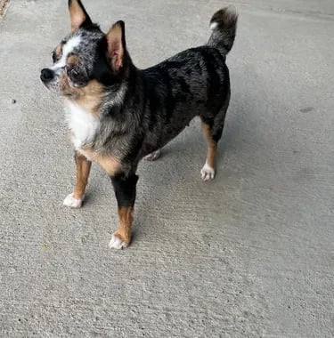 Nyx the blue merle AKC Chihuahua—Louisiana dam from champion lines, poised looking into the distance
