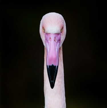 Pink Flamingo