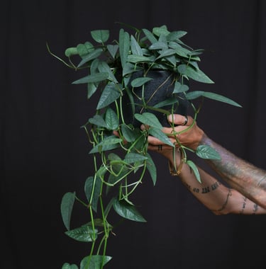 Epipremnum plant care guide