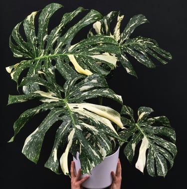 Monstera plant care guide