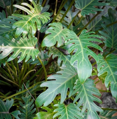 Example of lobed leaves on a Philodendron xanadu