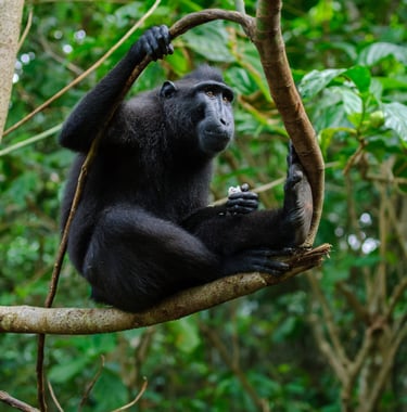 Macaca nigra