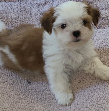 Teacup Maltese or Mal-Shi Puppy near me 