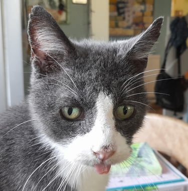 Ziggy on the kitchen table with his tongue out