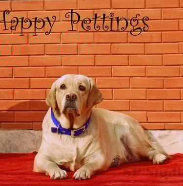 Dog Boarding, Dog Boarding near me, Pet Boarding, Pet Boarding near me, Dog Care, Happy Pettings