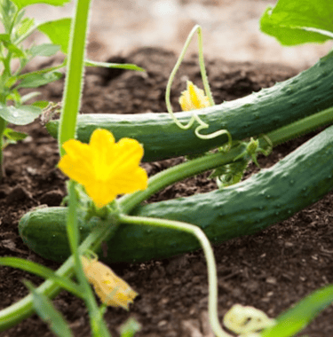 Cucumbers