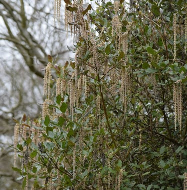 a tall Silk Tassel bush