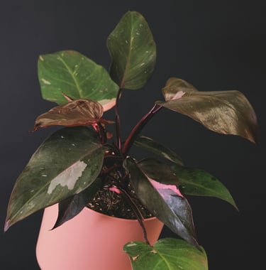 Philodendron plant care guide