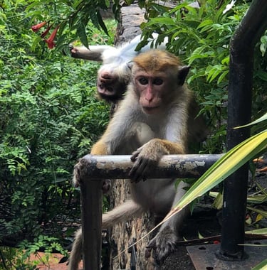 małpy siedzą na drzewie, Sri Lanka