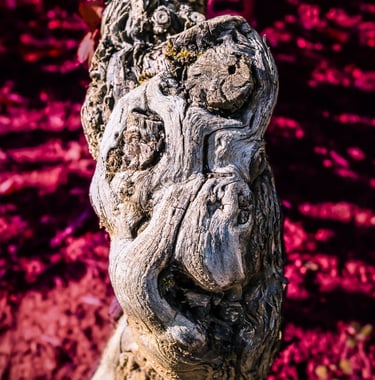 Cep de vigne évoquant un masque africain sur fond coloré, photo d'art