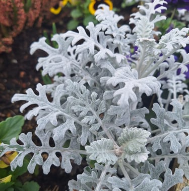 a silvery annual for shade called Dusty Miller
