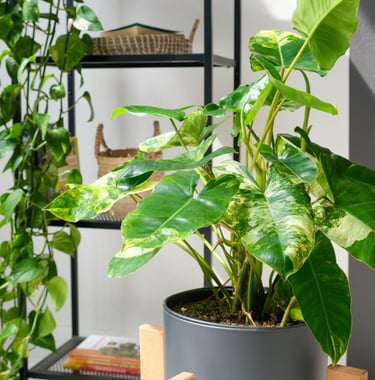 Mature Philodendron burle marx variegata leaves