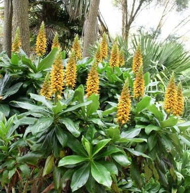 multiple Carny Island Foxglove Plants for containers
