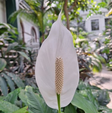 one white Peace Lily in a vegetative space