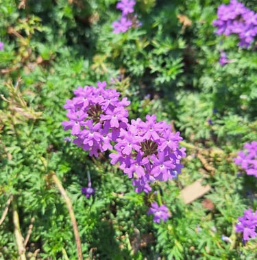 tiny Dakota Mock flowers blooming on a green space