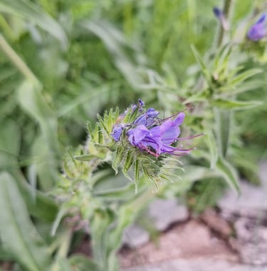 one Viper's-Bugloss bloom that is purple