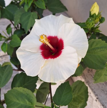 a tropical white Crimsoneyed Rosemallow with a red middle
