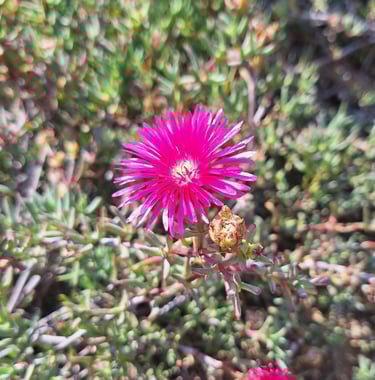 one small and pink Creepig Redflush flower