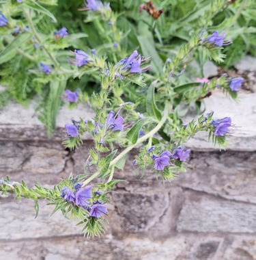 many Viper's-Bugloss flowers growing together