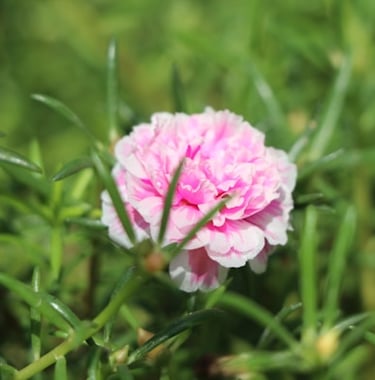 a Portulaca with a pink flower and a green foliage