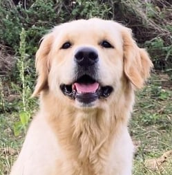 Un chien de race golden retriever assis dans l'herbe avec une butte de terre dans le fond
