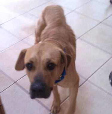 Balou fearful dog's first day in a foster home