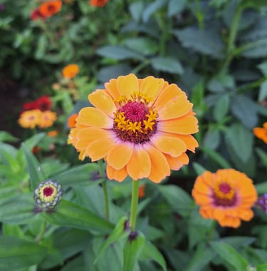 one orange Zinnia flower in a container