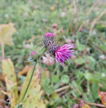 a Alpine Tistle booming in a Alpine meadow