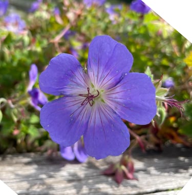 a bushy purple flower named Meadow Cranesbill