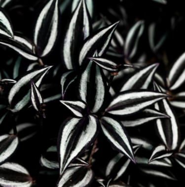 Tradescantia plant care guide