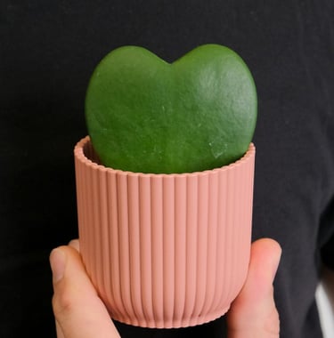 Hoya kerrii plant
