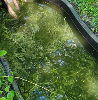 water hole for deer