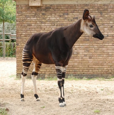 Okapi zebra-striped legs showing black and white horizontal stripes
