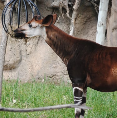Okapi eating leaves in zoo habitat displaying long prehensile tongue and feeding behavior