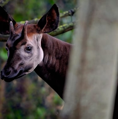 Okapi ossicones on male head showing giraffe-like horn structures covered in velvet