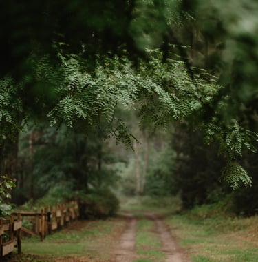 Kelias į ALNUS kiemą