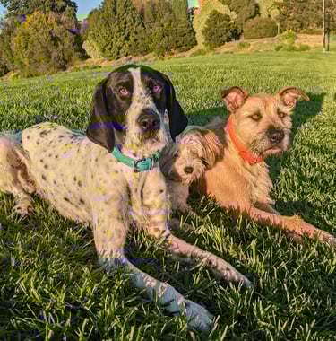 Duplo, Lexi, Lego, dogs in drop together