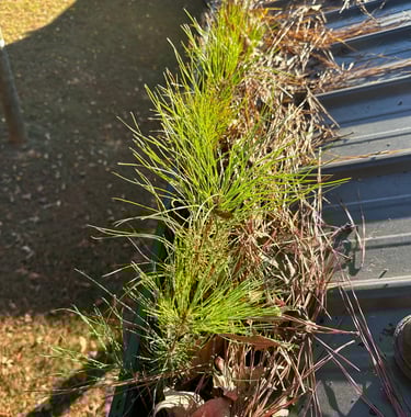 Pine trees growing in gutters