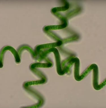 cultivo de spirulina canarias