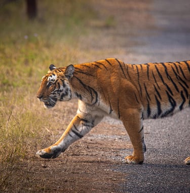 A Tiger walking at Jim Corbett National Park, Ramnagar Uttarakhand.